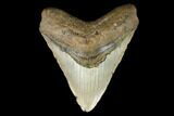 Fossil Megalodon Tooth - North Carolina #124346-1